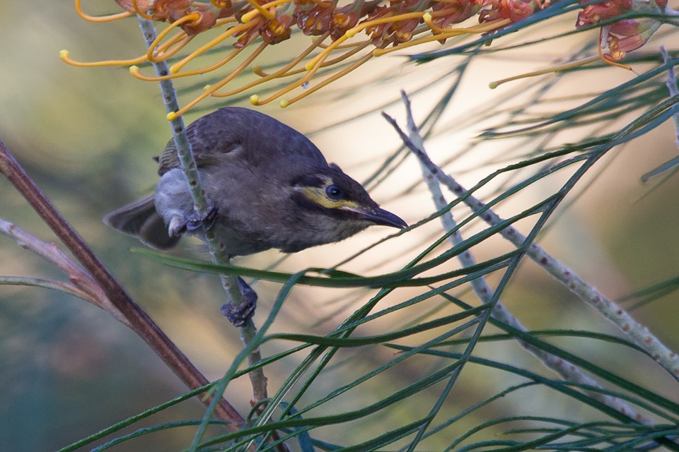 Yellow-faced Honeyeater (Lichenostomus chrysops)